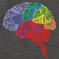 Brain Frontal Lobe Temporal Lobe Cerebellum Brainstem Funny Gift Vector Backpack