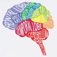 Brain Frontal Lobe Temporal Lobe Cerebellum Brainstem Funny Gift Garment-Dyed Sweatshirt