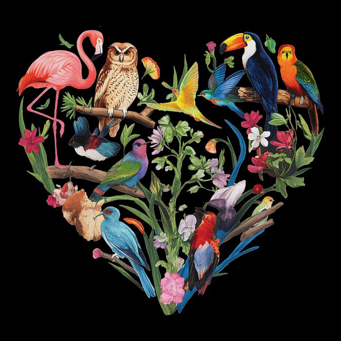 Bird Heart Birding Bird Watching Birder Bird Watcher Design 16 in Basic Backpack