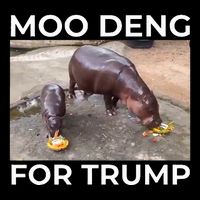 Baby Hippo Moo Deng Picks Trump President 16 in Basic Backpack