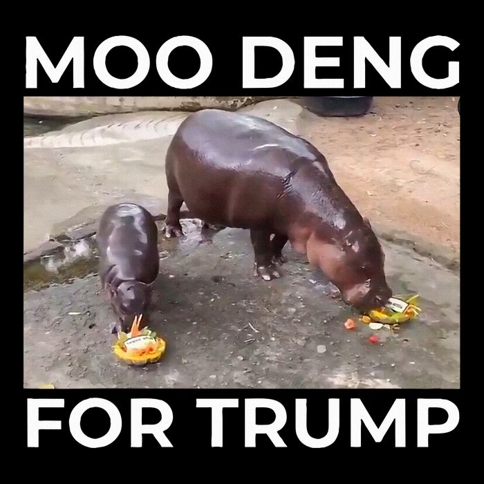 Baby Hippo Moo Deng Picks Trump President 16 in Basic Backpack