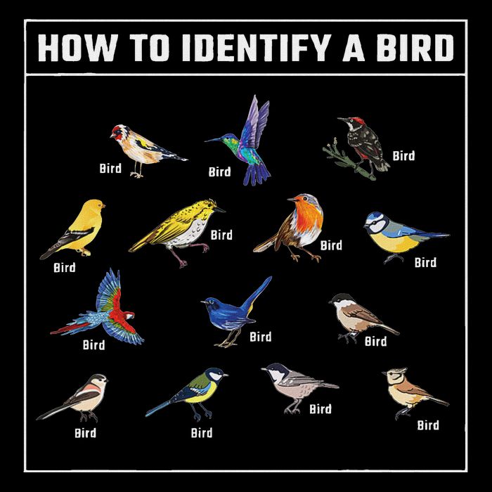 Birdwatcher How To Identify A Bird Bird Lover Birder T-Shirt