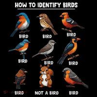 Bird How To Identify Birds Birds Lovers Watching City Backpack