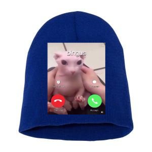 Bingus Is Calling My Beloved Hairless Sphinx Cat Gift Short Acrylic Beanie