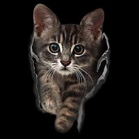 Brown Kitten Staring Cute TShirt Cats Gift Toddler T-Shirt