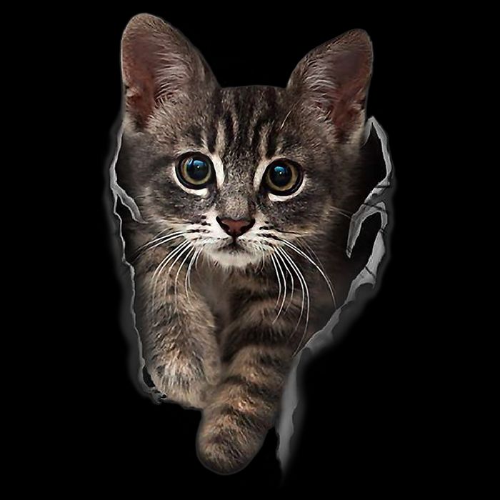 Brown Kitten Staring Cute TShirt Cats Gift Toddler T-Shirt