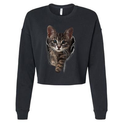 Brown Kitten Staring Cute TShirt Cats Gift Cropped Pullover Crew