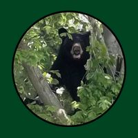 Black Bear Wilderness Cooling Performance Crew T-Shirt