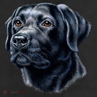Black Lab 11oz C Handle Ceramic Mug