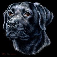 Black Lab 16 in Basic Backpack