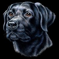 Black Lab Women's Crop Top Tee