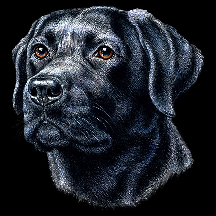 Black Lab Cropped Pullover Crew