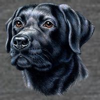 Black Lab Flatbill Hat