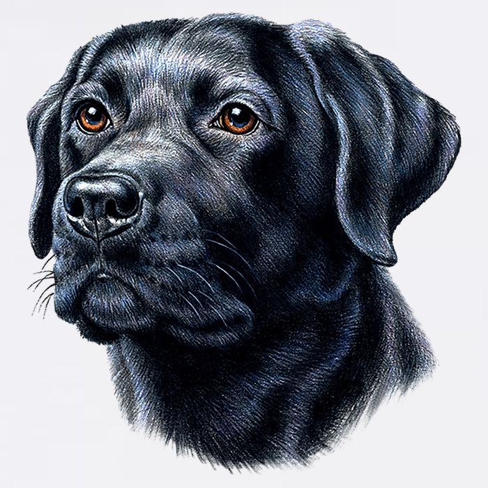 Black Lab Garment-Dyed Sweatshirt