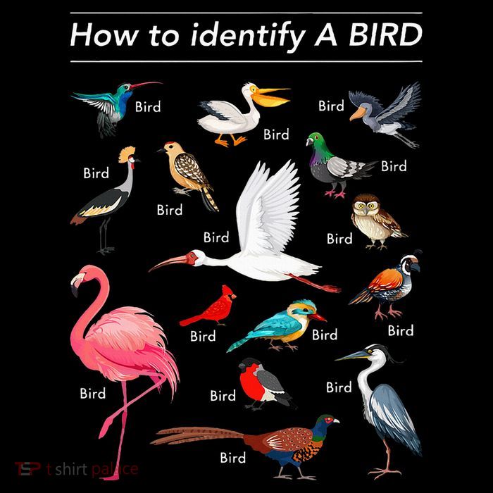 Birdwatcher Lover Birdwatching How To Identify A Bird Legacy Cool Fit Booney Bucket Hat