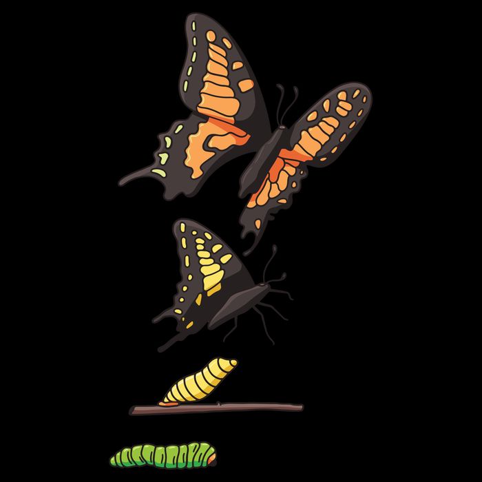 Butterfly Lifecycle Bucket Hat