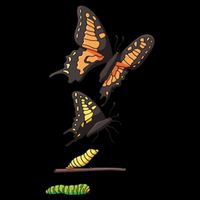 Butterfly Lifecycle Flatbill Hat