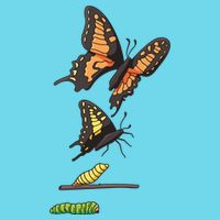 Butterfly Lifecycle Women's V-Neck T-Shirt