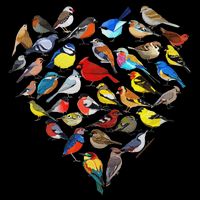 Birds Love Bird Watching Birder Nerd Wildlife Birdwatcher Drawstring Bag