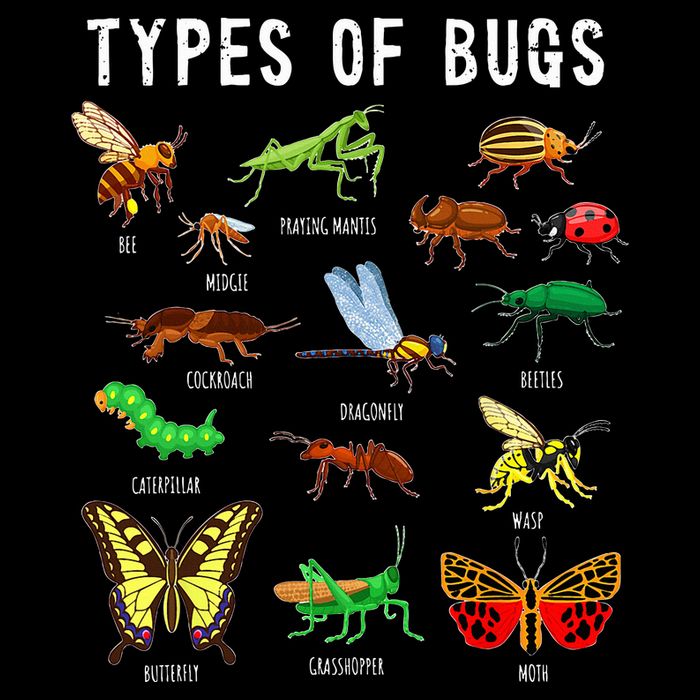 Bug Lover Insect Lover Types Of Bugs Bug Collector Bug Flatbill Hat