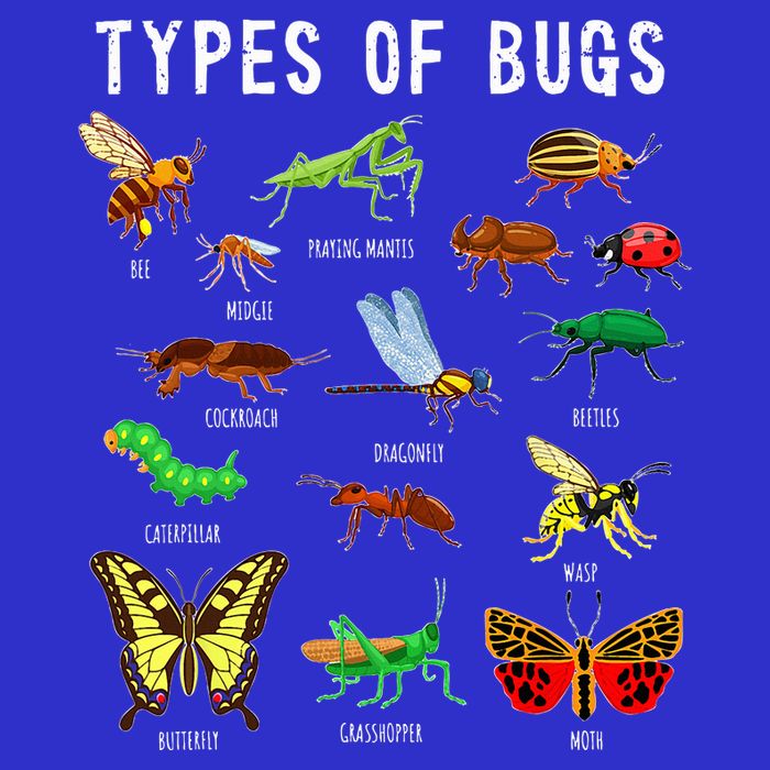 Bug Lover Insect Lover Types Of Bugs Bug Collector Bug Sweatshirt