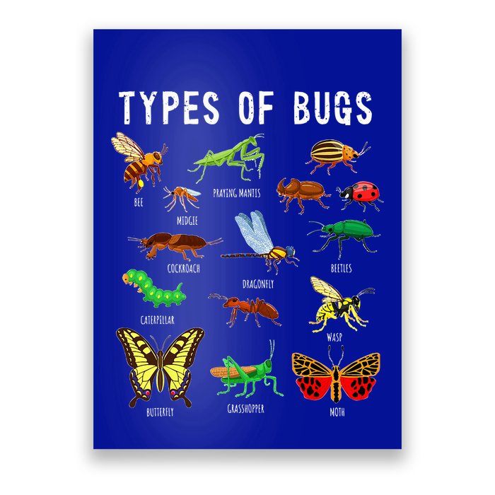 Bug Lover Insect Lover Types Of Bugs Bug Collector Bug Poster