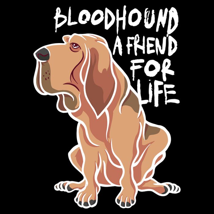 Bloodhound A Friend For Life Button