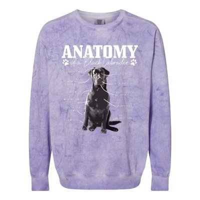 Black Labrador Retriever Anatomy Funny Cute Dog Mom Dad Colorblast Crewneck Sweatshirt