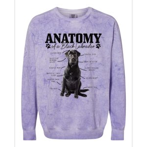 Black Labrador Retriever Anatomy Funny Cute Dog Mom Dad Colorblast Crewneck Sweatshirt