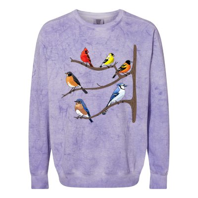 Birds On A Branch Birding Birdwatching Birder Bird Watcher Colorblast Crewneck Sweatshirt