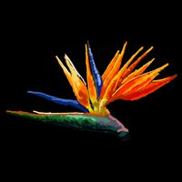 Bird Of Paradise Flower S Sustainable Bucket Hat