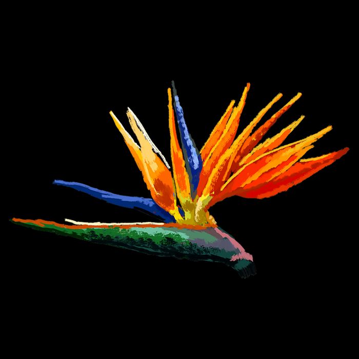 Bird Of Paradise Flower S Sustainable Bucket Hat