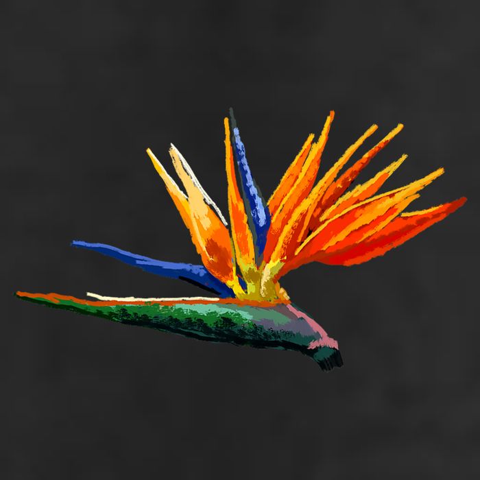 Bird Of Paradise Flower S Adult Drive Performance Visor