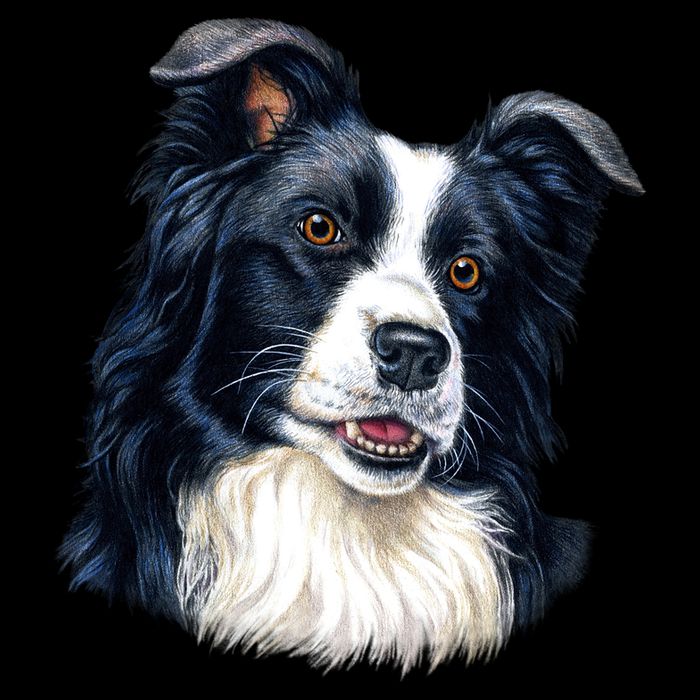 Border Collie City Backpack