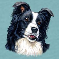 Border Collie Sueded Cloud Jersey T-Shirt
