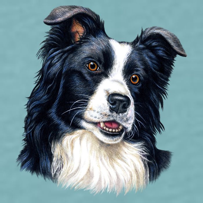 Border Collie Sueded Cloud Jersey T-Shirt