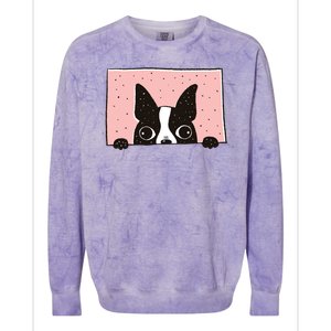 Boston Terrier Peeking Colorblast Crewneck Sweatshirt