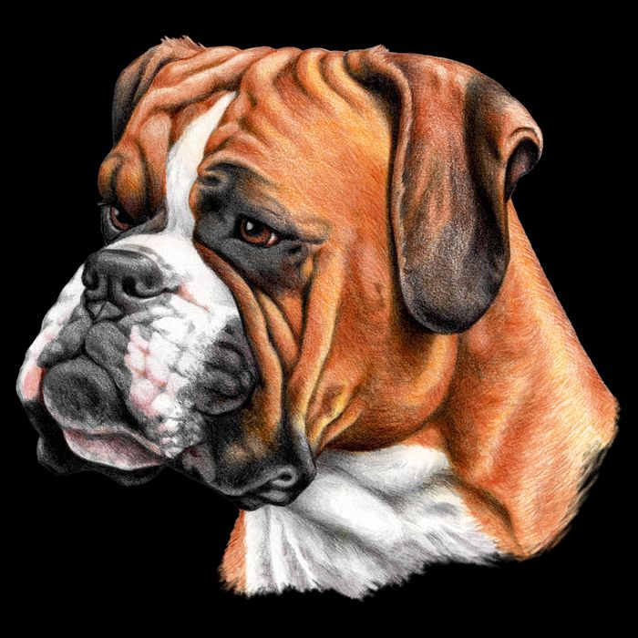 Boxer Face Cooling Performance Crew T-Shirt