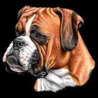 Boxer Face Apron