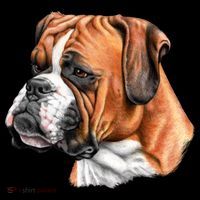 Boxer Face Button