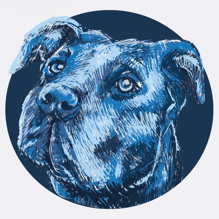 Blue Pitbull Dog Animal Portrait Cute Flatbill Hat