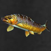 Brown Trout Fish with Fly Hat