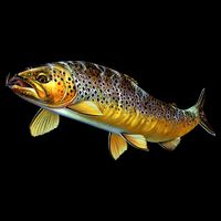 Brown Trout Fish with Fly Cropped Pullover Crew