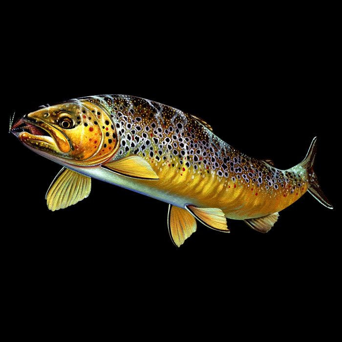 Brown Trout Fish with Fly Cropped Pullover Crew