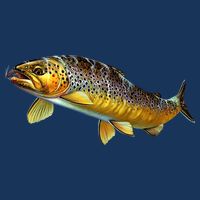 Brown Trout Fish with Fly Premium T-Shirt