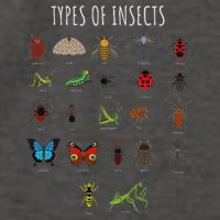 Bug T Bug Identification Types Of Insects Vector Backpack