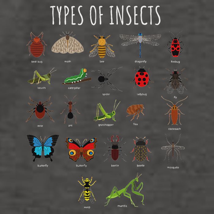 Bug T Bug Identification Types Of Insects Vector Backpack