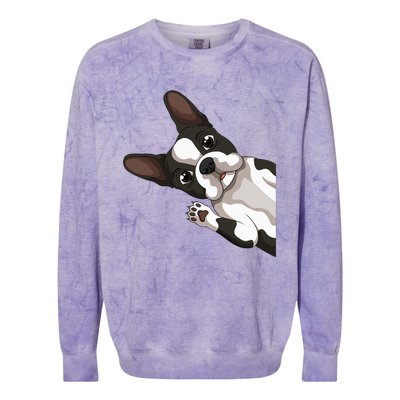 Boston Terrier Bostie Dog Colorblast Crewneck Sweatshirt