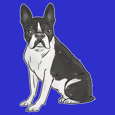 Boston Terrier Dog T-Shirt