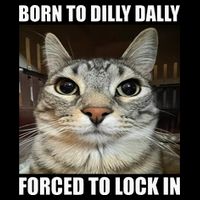 Born To Dilly Dallly Forced To Lock In Cat Lover Bucket Hat